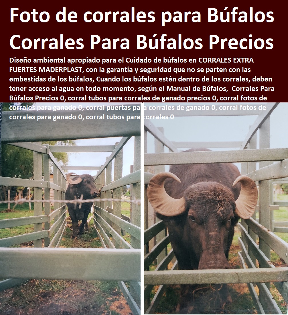 Corrales fuertes Maderplast ganadería bufalina corral plástico ganado búfalos 0 Hatos y Ganaderos Tecnificados Con Maderplast 0 Fincas Ganaderas Para la Producción de Ganado Bovino 0 Corrales Establos Ecológicos Maderplast búfalos Corrales fuertes Maderplast ganadería bufalina corral plástico ganado búfalos 0 Hatos y Ganaderos Tecnificados Con Maderplast 0 Fincas Ganaderas Para la Producción de Ganado Explotación Ganadera Automatizada, Sistemas de Pastoreo, Estabulación de Ganado, Pastoreo Intensivo, Establos, Corrales, Saladeros, Comederos, Cerramientos, Postes, Ganaderías Tecnificadas, Ganaderías Tecnificadas, Bovino 0 Corrales Establos Ecológicos Maderplast búfalos